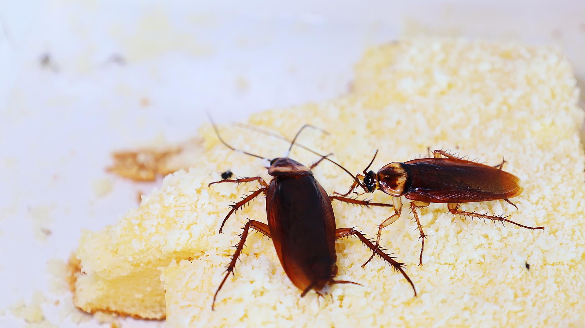 https://bugmanmi.com/files/2022/11/bigstock-Cockroaches-On-Sweets-Closeup-447113614.jpg